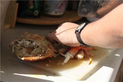 chopping up dungeness crab